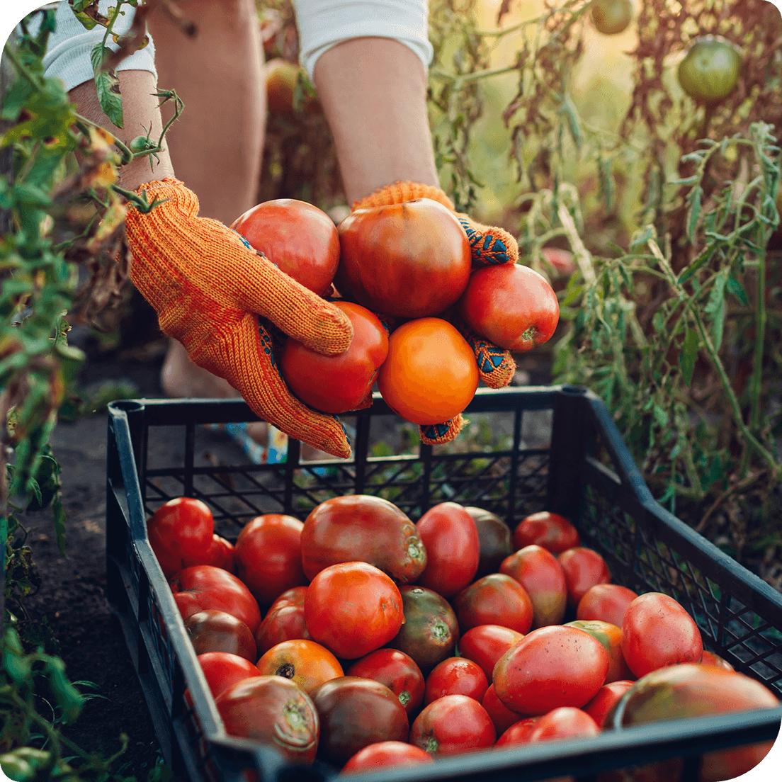 Fresh produce ready for distribution