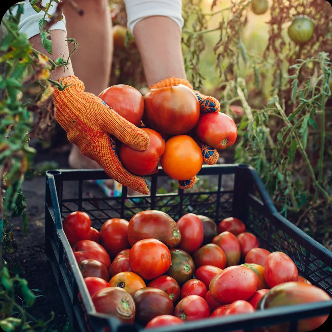 Fresh produce ready for distribution